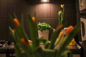 tulipany